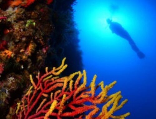 De gemeente L’Estartit organiseert het Spaanse Kampioenschap Fotosub en Videosub – Oktober 2019