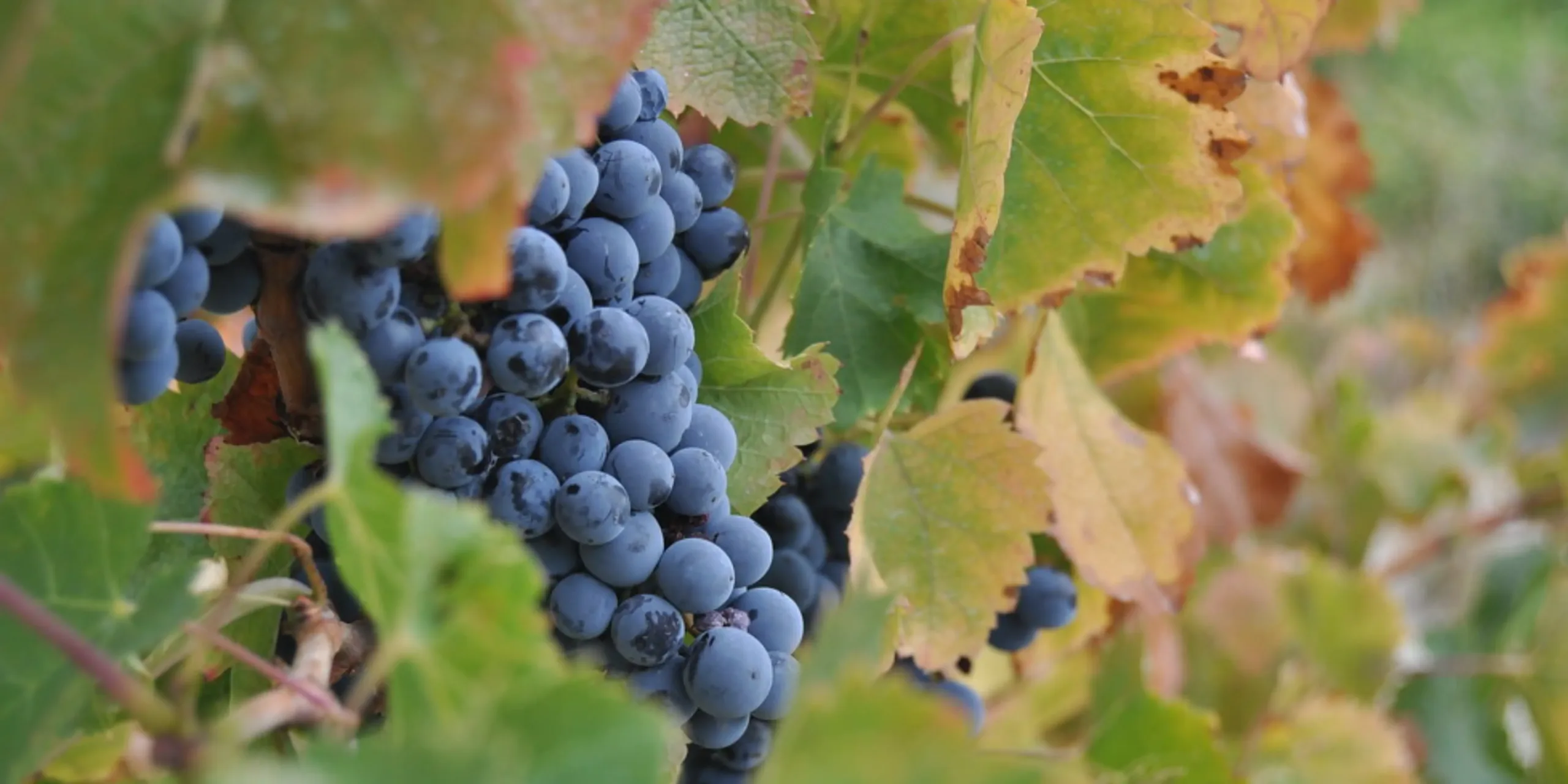 Vins DO Empordà Vinos DO Empordà