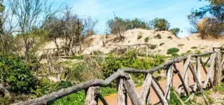Dunes litorals a les platges del Moll Grec