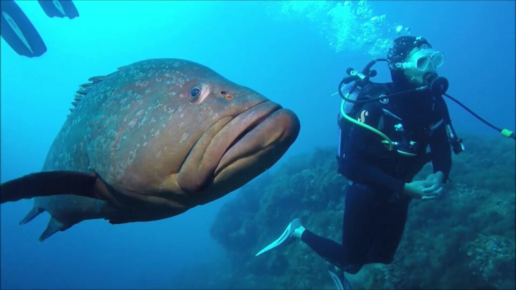 buceo islas medas