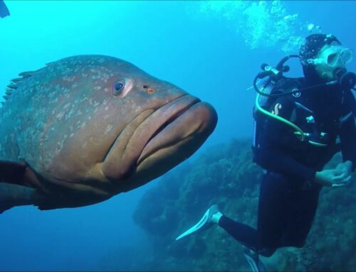 Buceo en l’Estartit: Mejores ubicaciones en 2025