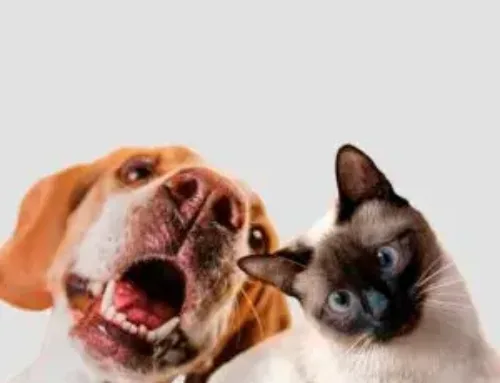 Apartamentos petfriendly en l’Estartit