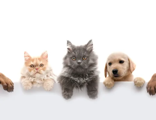 Appartements à l’Estartit acceptant les animaux