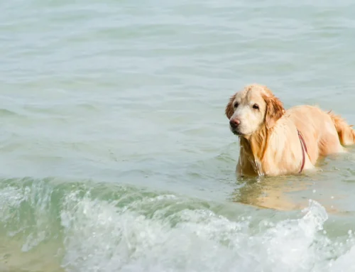 Que hacer con perros en l’Estartit